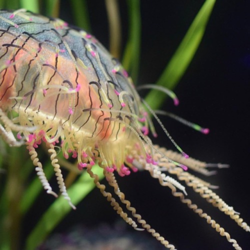 Flowerhat jellies are mostly water, but 100% beautiful ・・・#Repost of @milliemoo1812 via @get_repost