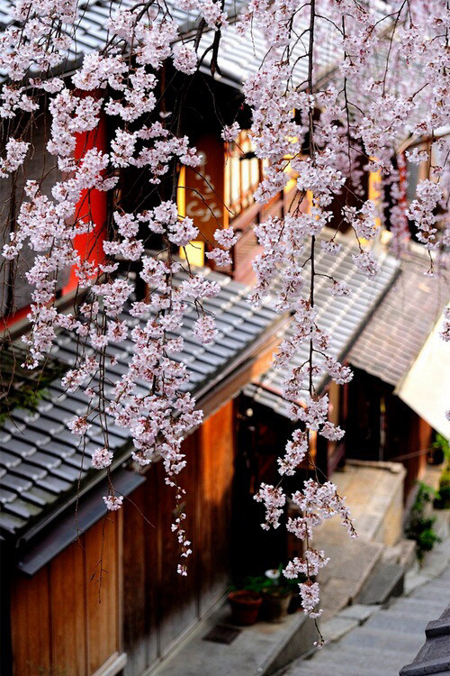 sari-artena:  Kyoto on We Heart It.