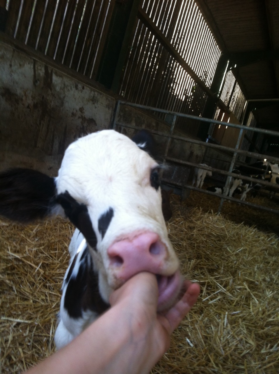 the-cowgoes-moo:  Lili/Solo/Snowdrop  Doing so well, and still loves my fingers!