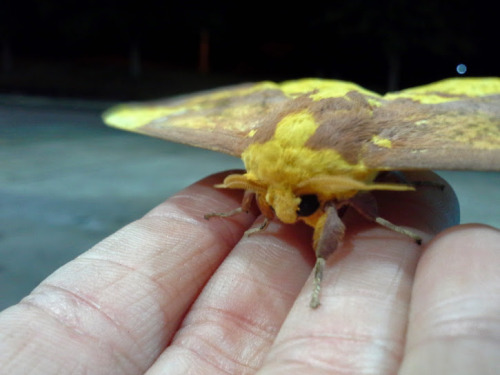 naturepal:  turbulent-tempest:  I made a little friend at work last night.  cutie