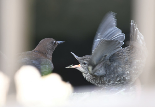 birdwatching