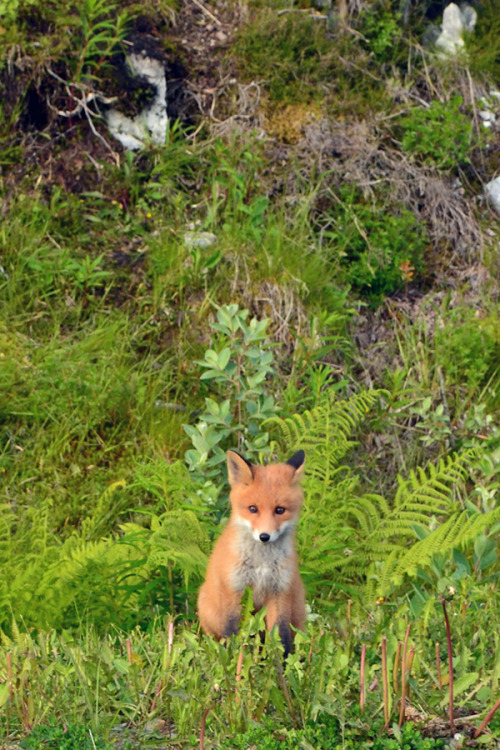 some animals that we saw on your road trip to lofoten in northern norway. it was a long way,  3181 k