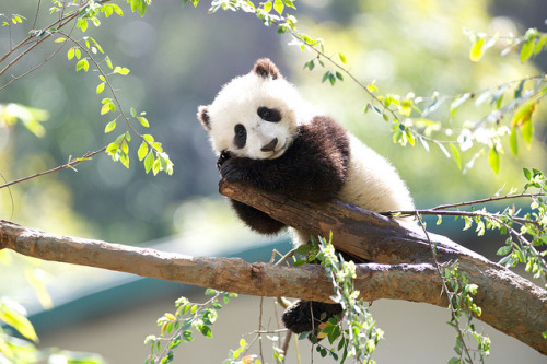 Xiao Liwu Posing By Rita Petita