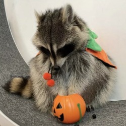 happyheidi:Happy Halloween 🎃 raccoon edition ♡