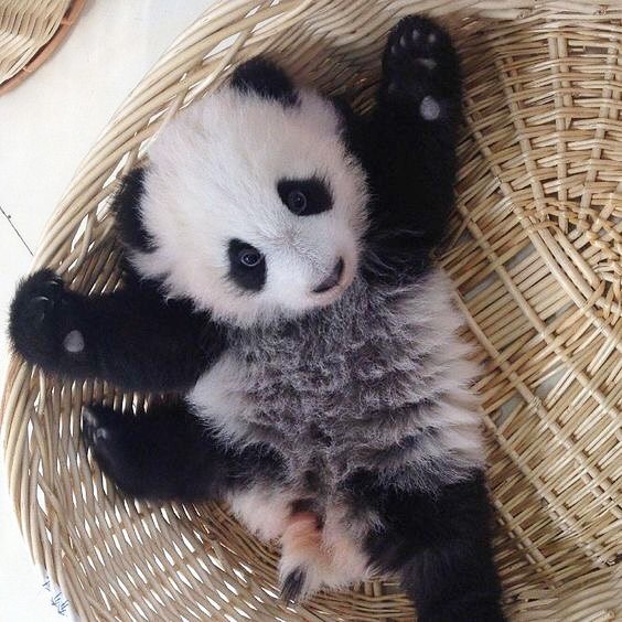 wildlifediary:  thebabyanimals  