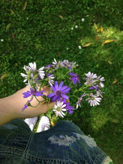 leafcutie:  someone picked these flowers and left them on the ground :-( 