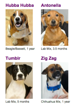 staff:  Meet Tumblr, the adoptable mutt.