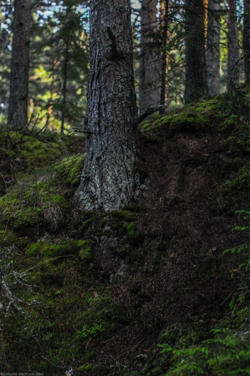 shadecraft-blog:Karelian forest_06 by AderhineWoods in Karelia, RussiaAugust 2015© Aderhine pho