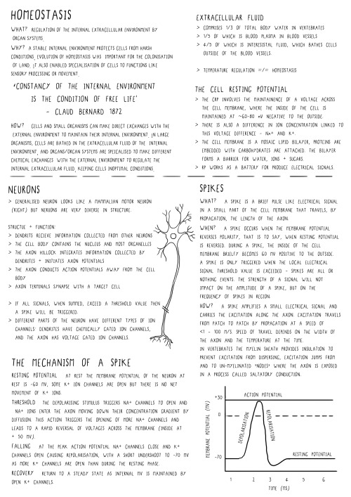 studyzoology:I started typing up my animal physiology notes &amp; I thought some of you might apprec