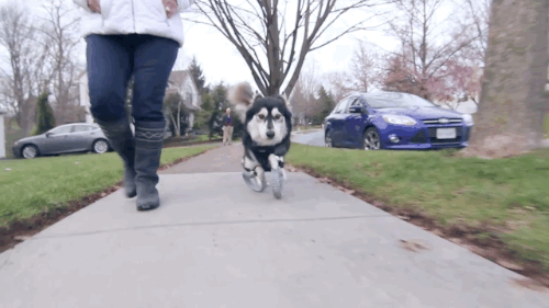 gifsboom:  See how unique, custom 3D printed prosthetics allow Derby the dog to run for the first time. Video: Derby the dog, Running on 3D Printed Prosthetics 