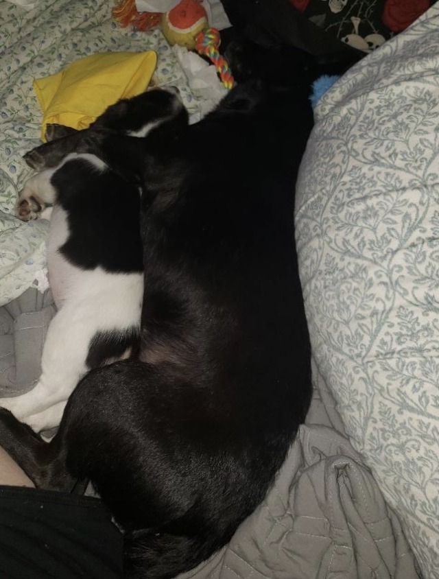 much larger, though only 20 lbs, all black dog cuddling tiny white, black, & brown puppy