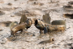 young-chop-a-veli:  earthandanimals:  Mudskippers are completely amphibious fish, fish that can use their pectoral fins to walk on land. Being amphibious, they are uniquely adapted to inter-tidal habitats, unlike most fish in such habitats which survive