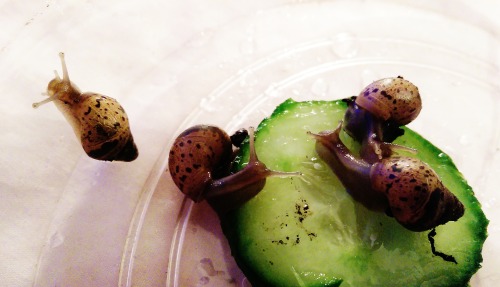 CUCUMBER PARTY~~~!! :3