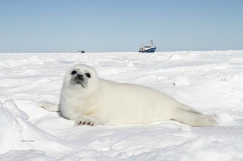 baby seal