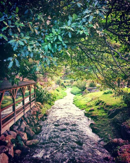 chantillya:  Panama is a magical place. #latergram #panama #boquete #valleescondido #river #trees #m