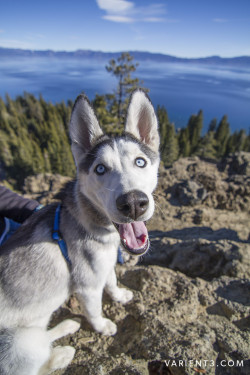 handsomedogs:   Nico above Lake Tahoe ○● Justin Majeczky  