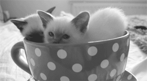 kitty-in-training:  His speedy little exit is so adorable!! 