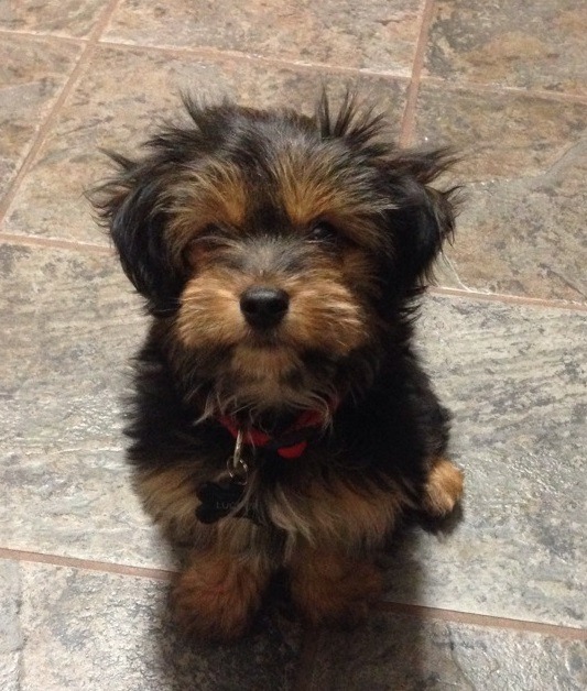 thedailywag:  Meet Lucifer!! =) This devilishly cute little puppy is aptly named