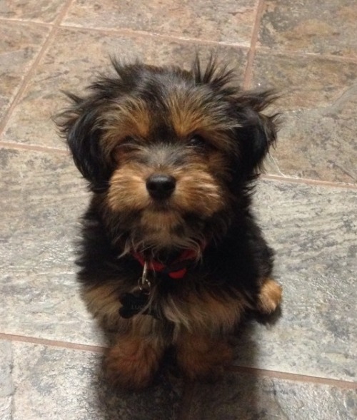 thedailywag:  Meet Lucifer!! =) This devilishly cute little puppy is aptly named and owned by our fab tumblr follower Stefanni B. Thanks Stefanni for sharing him with us… he is so adorable, it hurts!!!Show little Lucifer some LOVE!!! You can check out