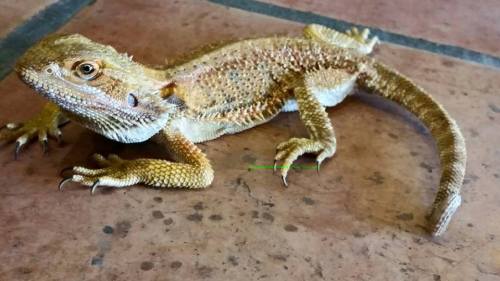 gaybabywithrabies: This emaciated bearded dragon was recently dropped off at Tucson Reptile Rescue. 