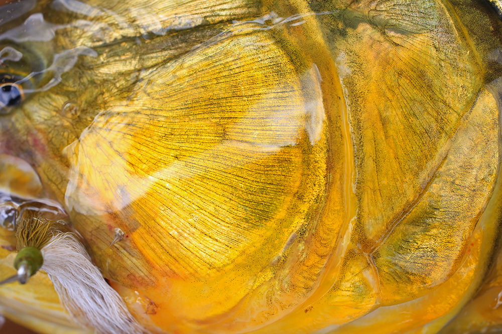 Golden Dorado
The brilliant coloration of the Golden Dorado from Argentina. One of the single most thrilling species to chase with your fly rod.
Photo Dave McCoy