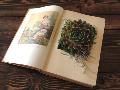 sosuperawesome:Upcycled Vintage Book Planters by PaperDame on Etsy• So Super Awesome is also on Face