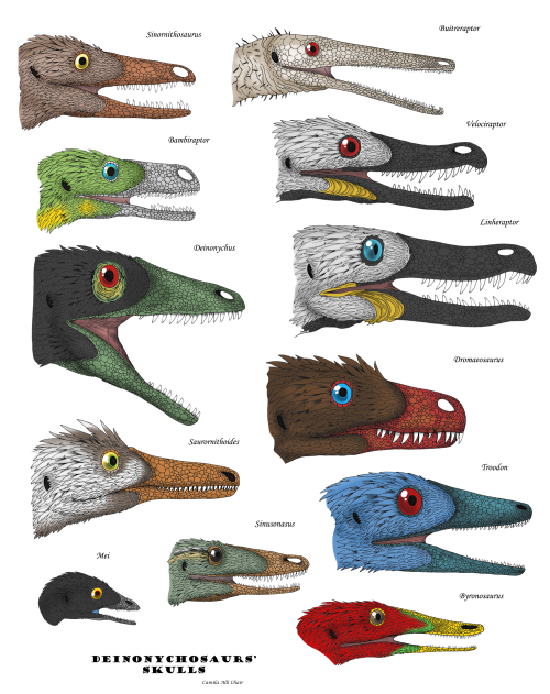 prehistoric-birds:Deinonychosaur heads by Iguana-Teteia | Tumblr (uploaded with artist’s permission)