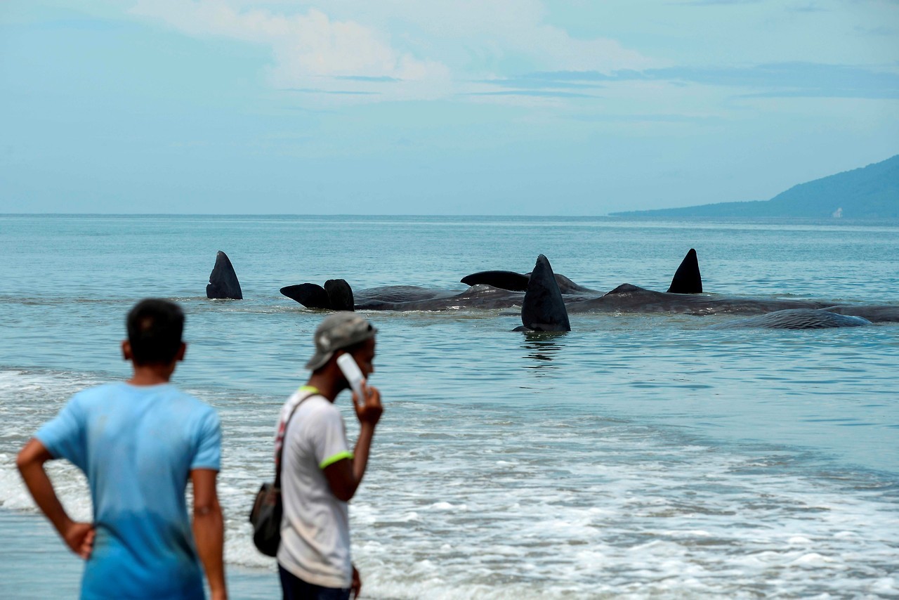 BALLENAS VARADAS. Oficiales de la Agencia de Conservación de la Naturaleza y activistas ambientales ayudan a reflotar diez cachalotes varados en Aceh Besar el 13 de noviembre de 2017. Cientos de personas que conocen la información transmitida por una...