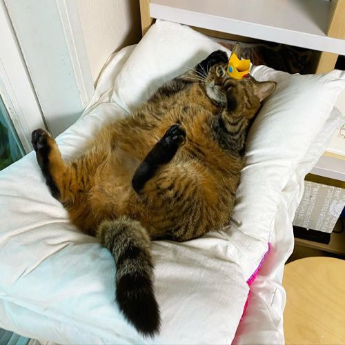 neko-gifs:bo_mang_co: 왕관착용법 How to wear a crown.[image description: four photos of a fat brown tabby