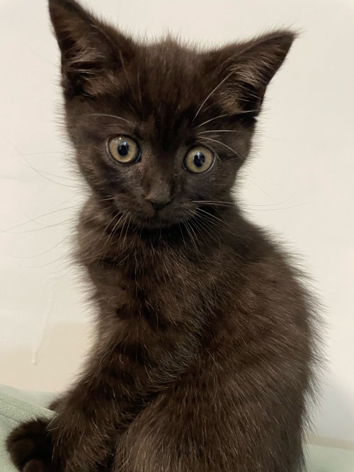 May I Present To You My Cat- Who Of Course Is Named Frodo.