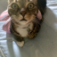 catty-cat-cat-cat