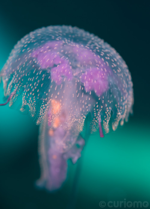 A dreamy scene as this Jellyfish bobs its way through the warm waters of the Indian Ocean - photo ta