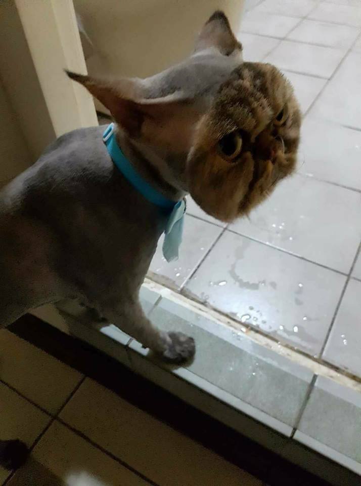 vortexanomaly:  shaved cat except for face…