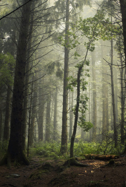 90377:    Mystical Forest at Llantrisant by simon rees   