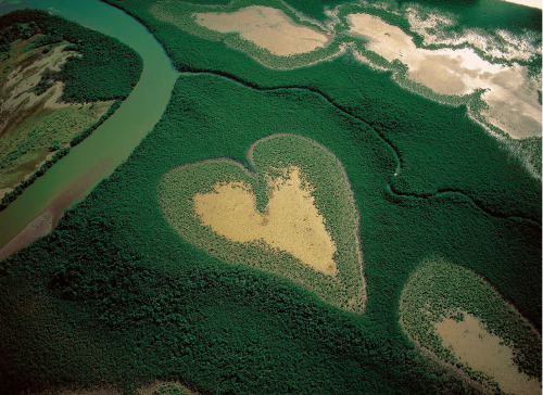 cookpot: qano:YANN ARTHUS-BERTRAND [id: Photo shows a bird’s eye view of a green forested land