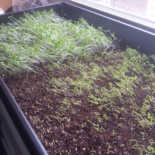 Microgreen update, I rotated the tray to see if the rest of the celery will come up I think it was t