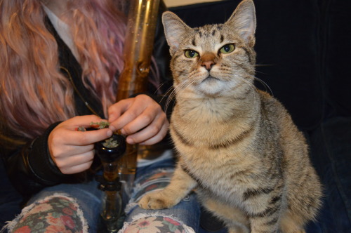 cannab1shh:  Bb Kovu, my luvvv :3 photo creds 