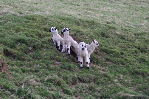 The lambs are forming their adventure gangs. The little groups tear all about the place, exploring &