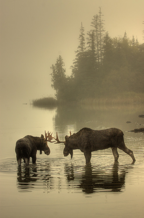 americasgreatoutdoors:  Foggy morning face-off. Two young bull #moose testing each other in Tobin Harbor in Isle Royale National Park. They locked horns and did a little pushing and shoving, but no real damage was done to either. Photo: Carl TerHaar 