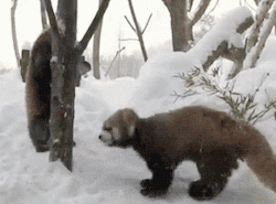 pleatedjeans:  15 Adorably Vicious Animal Attacks