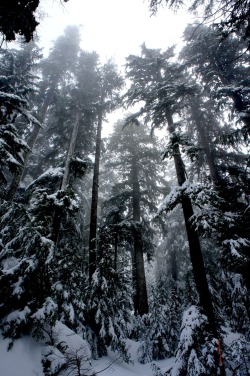 decepticun:  Forest | by Nathaniel