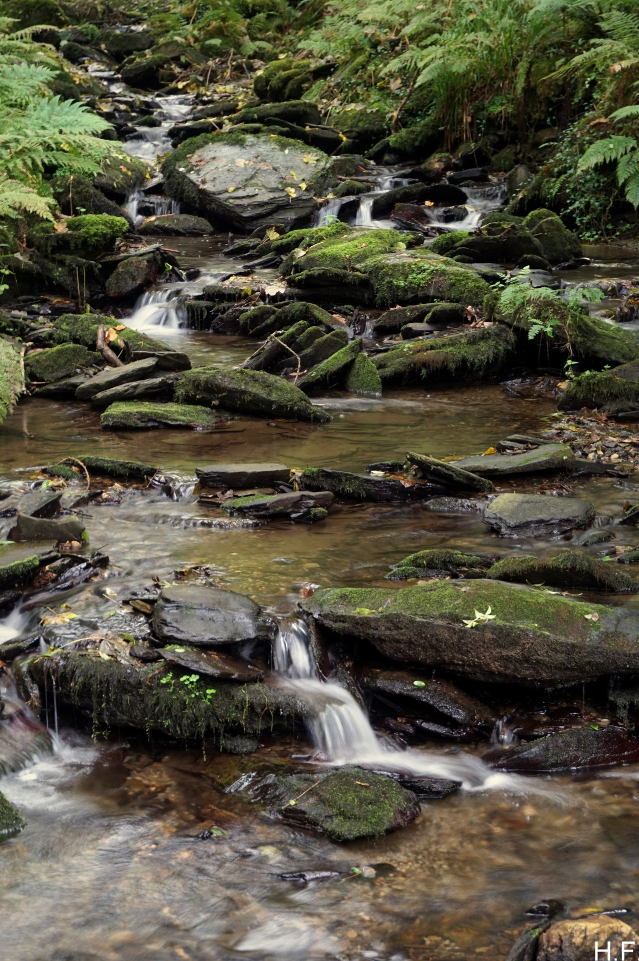 thethingsiveseen-photography:  Forest stream, North Cornwall. (An attempt at long