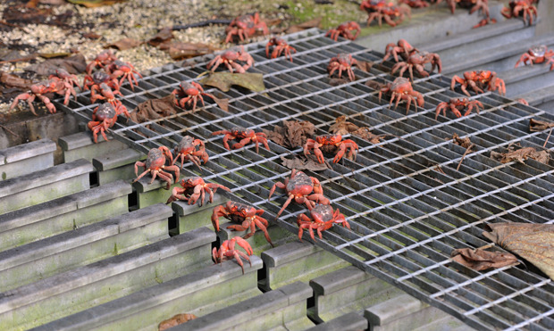 odditiesoflife:  The Astonishing Annual Red Crab Migration Named one of the planet’s