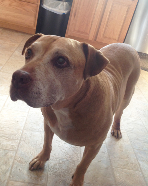 sephiramy:  Okay guys.. I’ve never done this before. Please bear with me. This is our family dog, Arnold! As you can probably tell, he is a pit-mix. While he has had a few health issues over the past few years, we have struggled through it with him