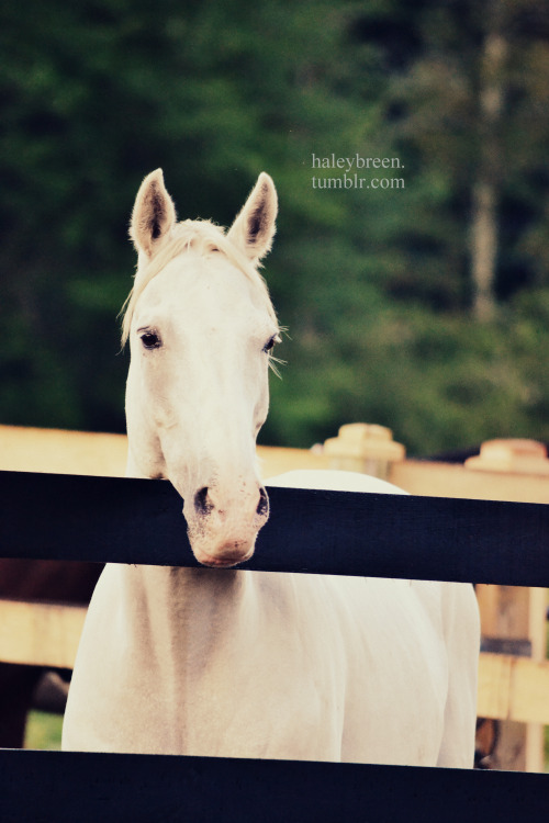 haleybreen:perch tb cross, lesson horse summer ‘13