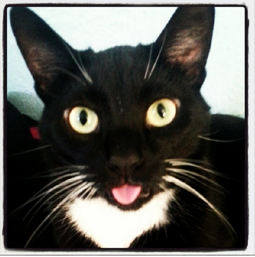 Brian Williams submitted: This would be my crazy cat Chewy :P dude loves his selfies hahaha