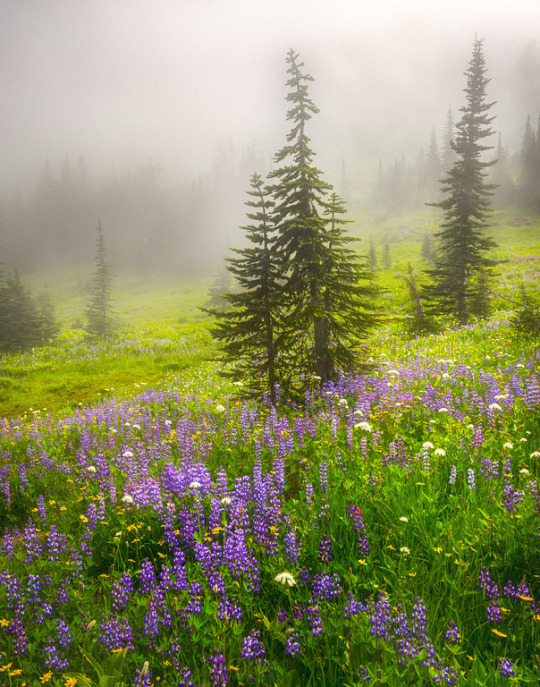gardenofgod:  Photography by Johan Eickmeyer. 