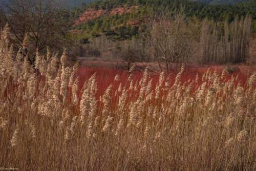 Trigo y mimbre&hellip; los colores del campo en Febrero #landscape #trigo #campos #spain