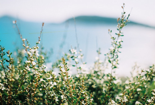 kaacti:evesfirstrebellion:grett: Wilsons Prom by sanne ahremark on Flickr. ✈ ♕follow the yellow bric