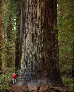 Monster cedar 😍